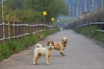 Is Leaving My Dog Outside Bad For Them?