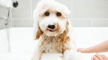 Choosing the Right Shampoo for Dogs with Dry and Sensitive Skin