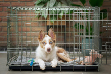 Why Isn’t My Dog Sleeping Inside Their Crate?