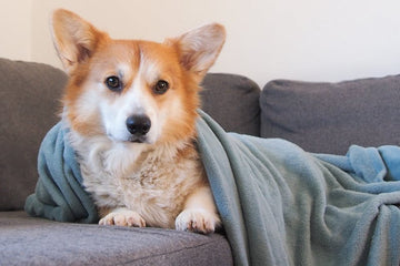 5 Reasons Why Dogs Have Bald Spots
