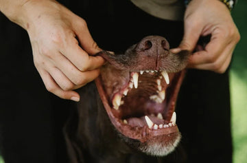 My Dog Shows Their Teeth When Playing - Is This OK?