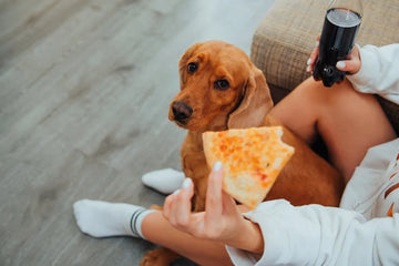 Stopping My Dog From Asking For Food When I Eat - Is This Doable?
