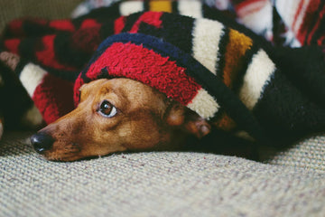 My Dog Always Sucks On His Blanket - Is This Normal?