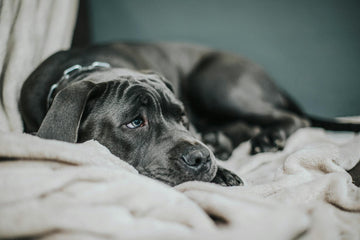 How To Help A Bloated Dog?