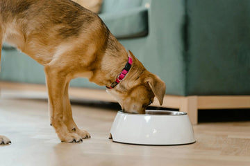 Is My Dog Avoiding Her New Food Bowl? 4 Reasons Why
