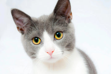 Is Dry Kibble Really The Best Cat Food?