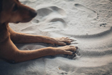 Is It Painful When A Dog’s Dewclaw Breaks?