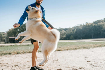 Why Is My Dog Too Energetic? 7 Tips For High-Energy Dog Owners