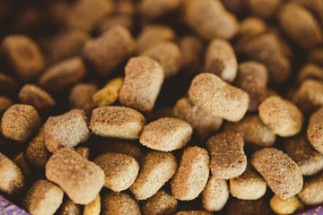 I Found Bugs In My Dog’s Food - What Do I Do?