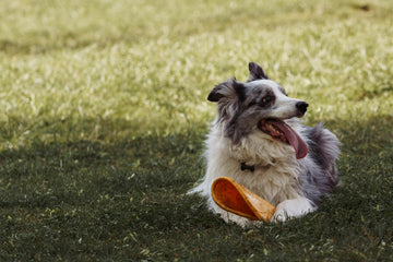 Why Does My Elderly Dog Do Weird Things?