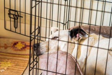 My Dog’s Crate - Is It Too Small?