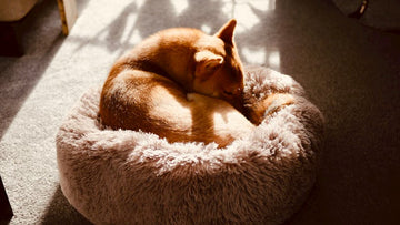 My Dog Curls While Sleeping - Is This Bad For Their Spine?