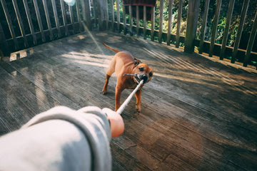 My Dog Growls When They’re Happy - Should I Worry?