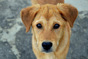 Why Do Dogs Not Like Me? 3 Tips