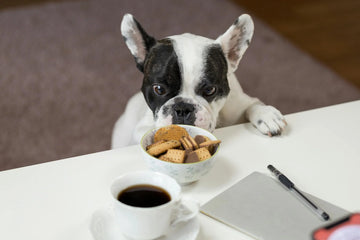 My Dog Isn’t Eating His Kibble - What Do I Do?