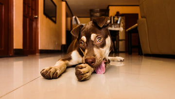 Why Is My Dog Licking His Paws? 3 Tips To Stop This