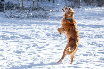 Help! My Dog Started Limping! 3 Reasons Why