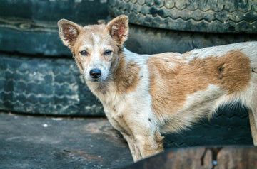 I Just Found My Missing Dog - What Should I Expect?