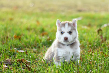 Someone Gifted Me A Dog - What Should I Do?