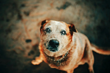 My Dog Is Getting Old - What Should I Expect? 5 Tips