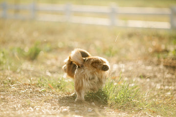 How To Stop My Dog From Peeing Inside? 5 Easy Steps