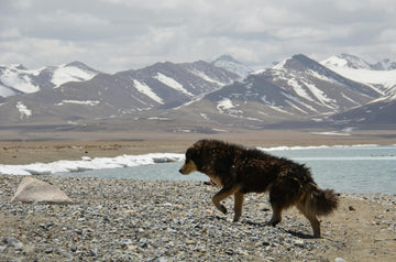 My Dog Eats Rocks! Should I Be Worried?