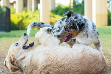 My Dog Sits On My Other Pets - Is This Normal?