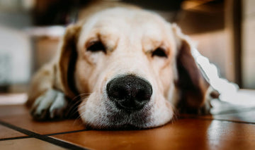 Why Is My Dog’s Nose So Dry And Rough?
