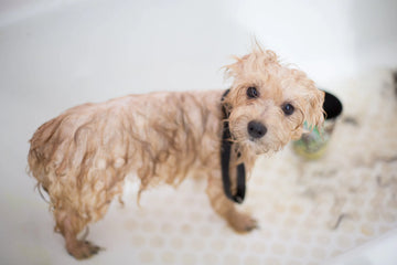 Dog in a bath tub