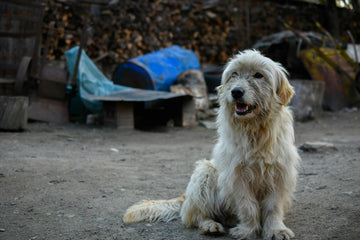 I Want To Adopt A Stray Dog - How Do I Do This?