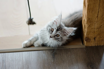 Why Should You Buy Wet Food For Cats?