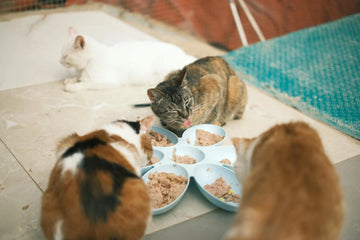 Is Eating Grain Safe For Your Cat? 3 Reasons Why Grain Free Cat Food Is Better