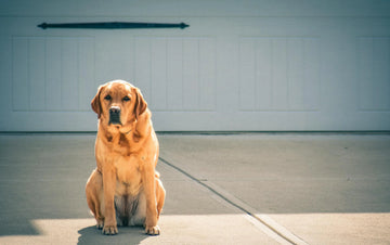 My Dog Sitting Weirdly On The Floor - Is This Okay?