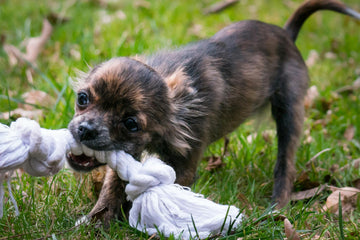 Help! My Dog Plays Too Roughly With Others!