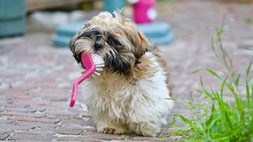 Does Your Dog Hate Bath Time? 3 Tips To Make Them Love It