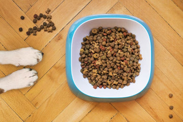 Help, My Elderly Dog Won’t Eat!