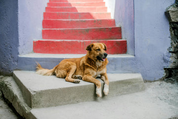 I Work Long Hours - Is It Okay To Leave My Dogs Alone?