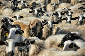 My Dog Can’t Stop Herding Other Animals!