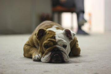Why Do Dogs Have Zoomies? 3 Amazing Benefits Of Playing With Your Pet
