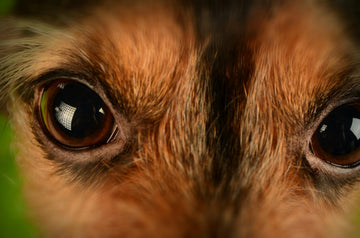My Dog’s Eyes Are Red! What Do I Do?
