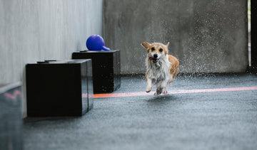 My Dog Sleeps In The Shower - Is He Okay?