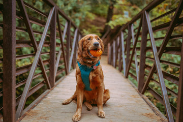7 Reasons Why A Dog Harness Is Essential For UAE Pet Owners