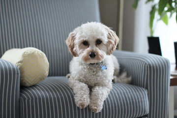 How To Effectively Keep Pets Off Furniture And Plants
