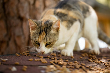Why It’s Best To Buy Cat Food In Bulk + 3 Hacks On How To Store Dry Cat Food