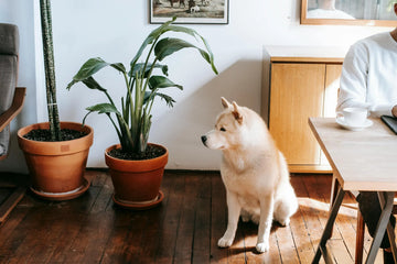 Help, My Plants Are Always Getting Destroyed By My Dogs!