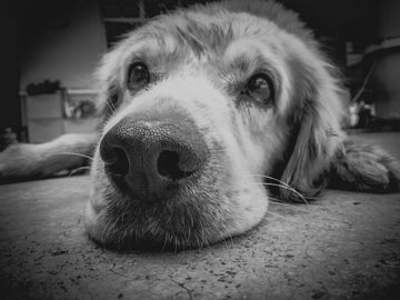 I Think My Dog Is Depressed - Why Did This Happen?