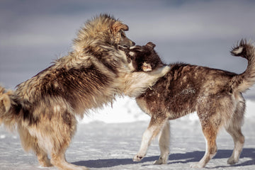 My Dog Sits On Other Dogs - What Does This Mean?