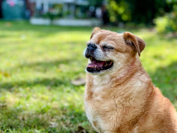 My Pup Is “Reverse Sneezing” - Is This Normal?