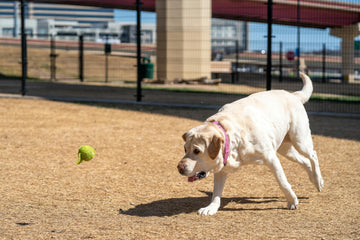 After Spaying My Dog Gained Weight - 3 Reasons