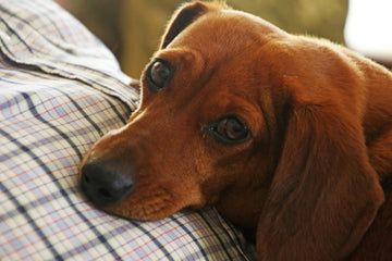 Help! My Dog Has A Swollen Face!